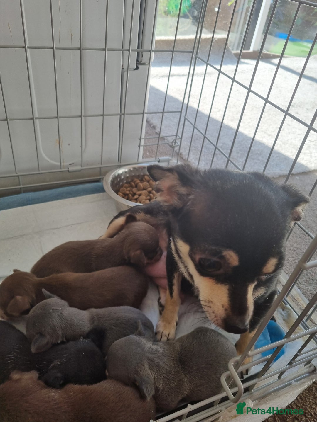 Chihuahua dogs for sale: Beautiful Chihuahua puppies  - Image 9