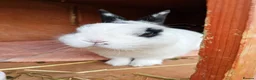 Netherland Dwarf rabbits for sale: Purebred Netherland Dwarf Doe - Advert 30