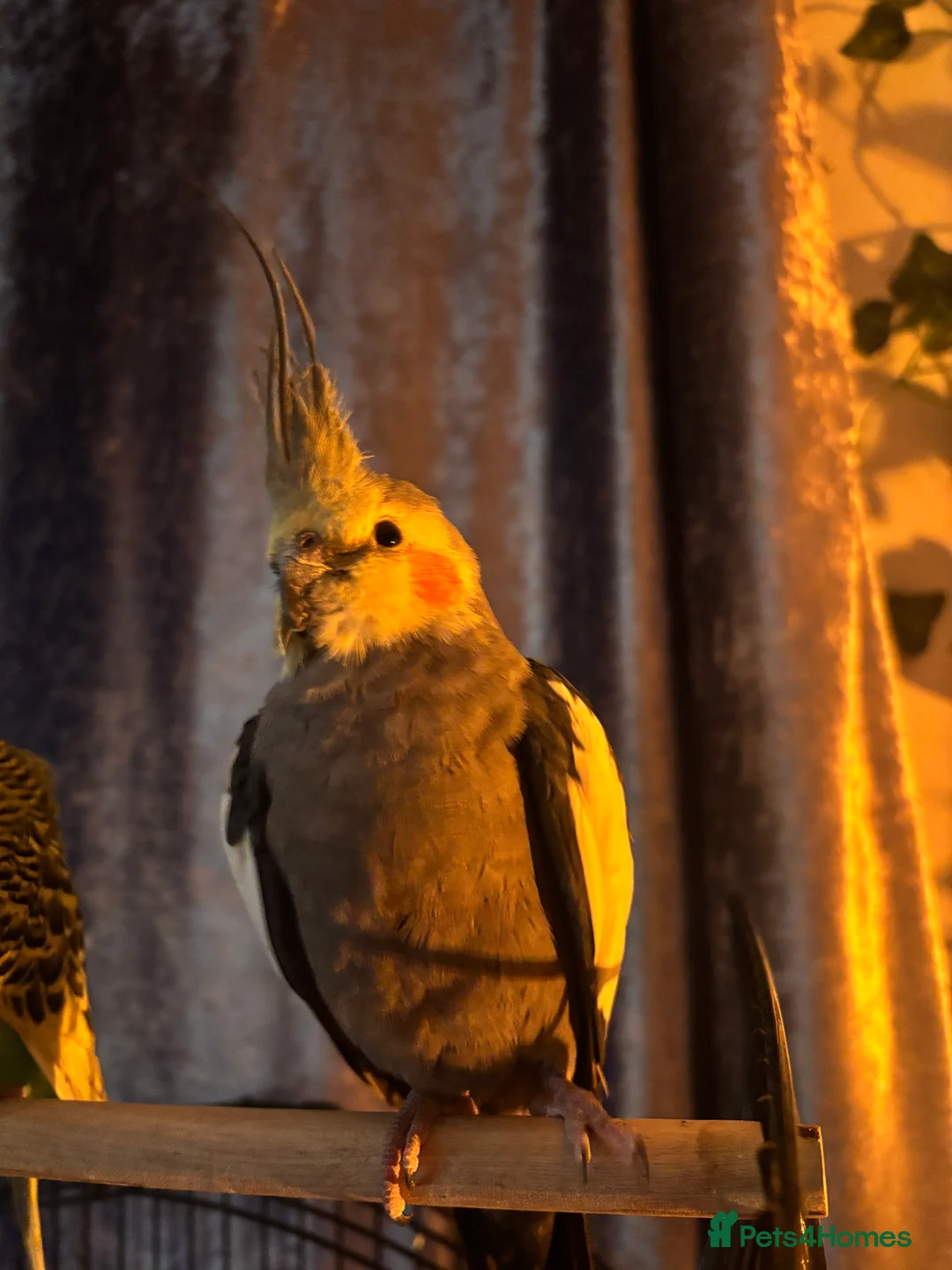 Cockatiels birds for sale: Cockatiel for sale in Brighton - Advert 1