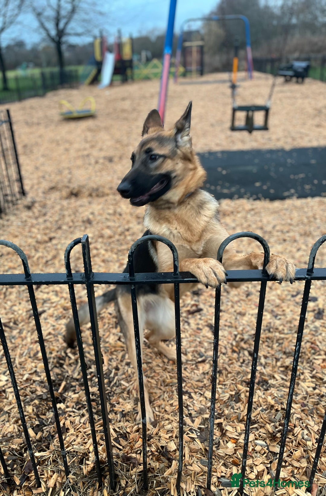 German Shepherd dogs for sale: The most beautiful even tempered short coat  - Advert 5