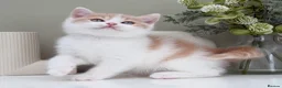 British Shorthair cats for sale: Stunning British Shorthair kittens  - Advert 6