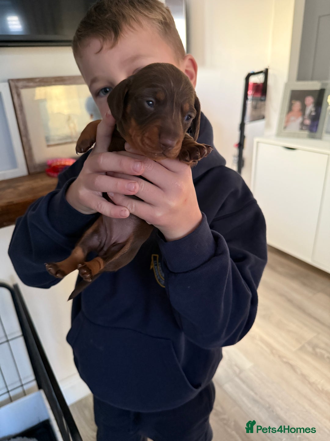 Miniature Dachshund dogs for sale: Miniature dachshund puppies. KC REG, PRA CLEAR 🥰 - Advert 13