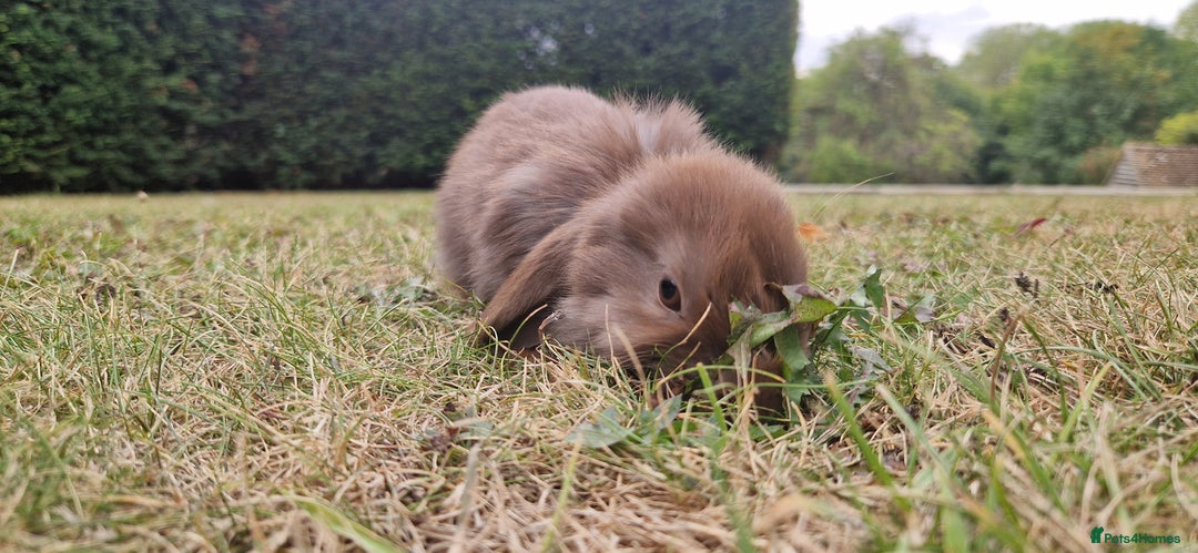 English Lop rabbits for sale: 6 adorable bunnies £60 each ready for a fun home  - Image 20