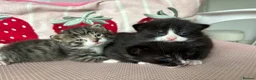 Mixed Breed cats for sale: Beautiful mixed breed kittens  - Advert 5