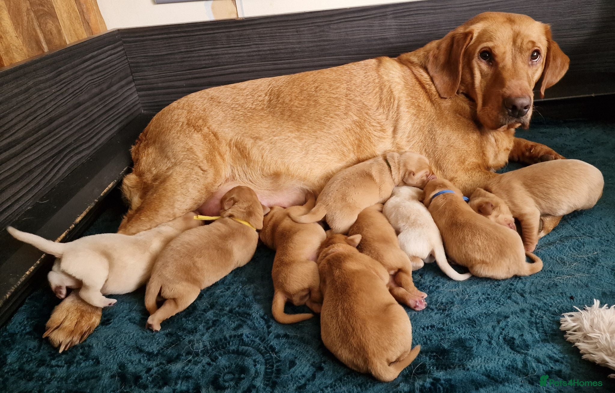 Springador dogs Wonderful Springador Puppies  - Advert 9
