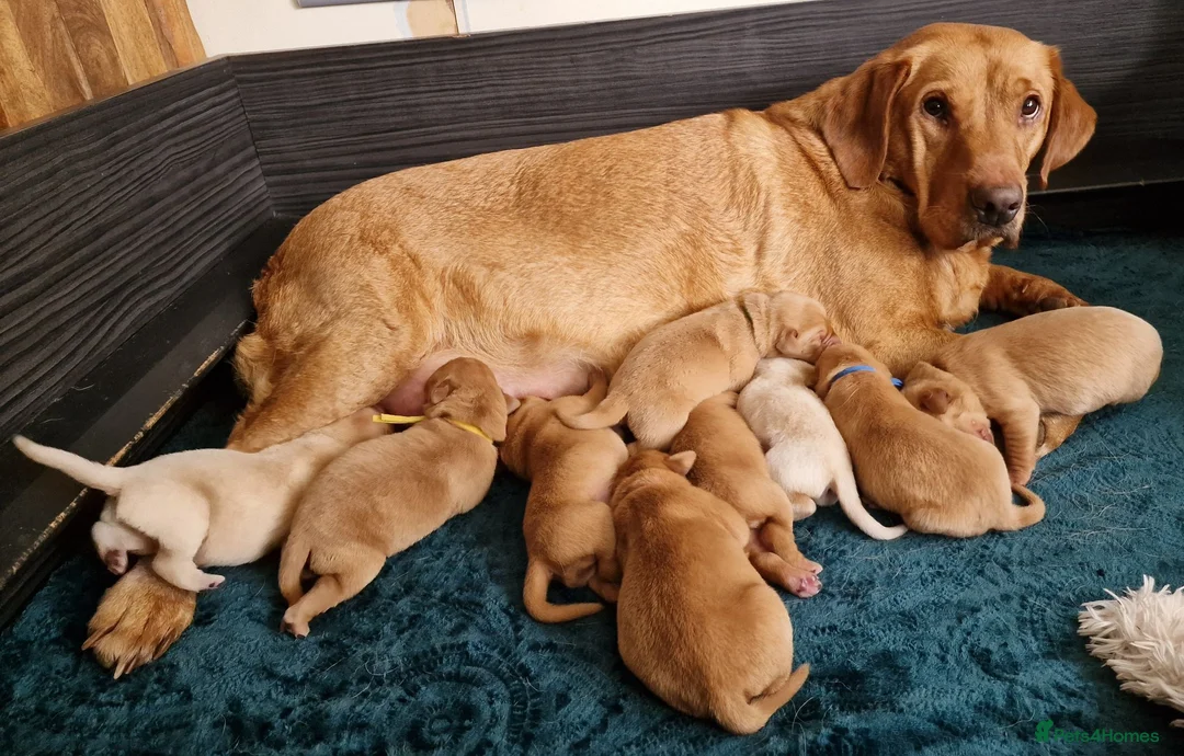 Springador dogs for sale: Wonderful Springador Puppies  - Advert 1