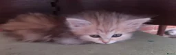Siberian cats for sale: Adorable Siberian Kittens - Advert 5