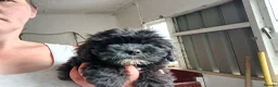 Shihpoo dogs for sale: Shihpoo pups - Advert 3
