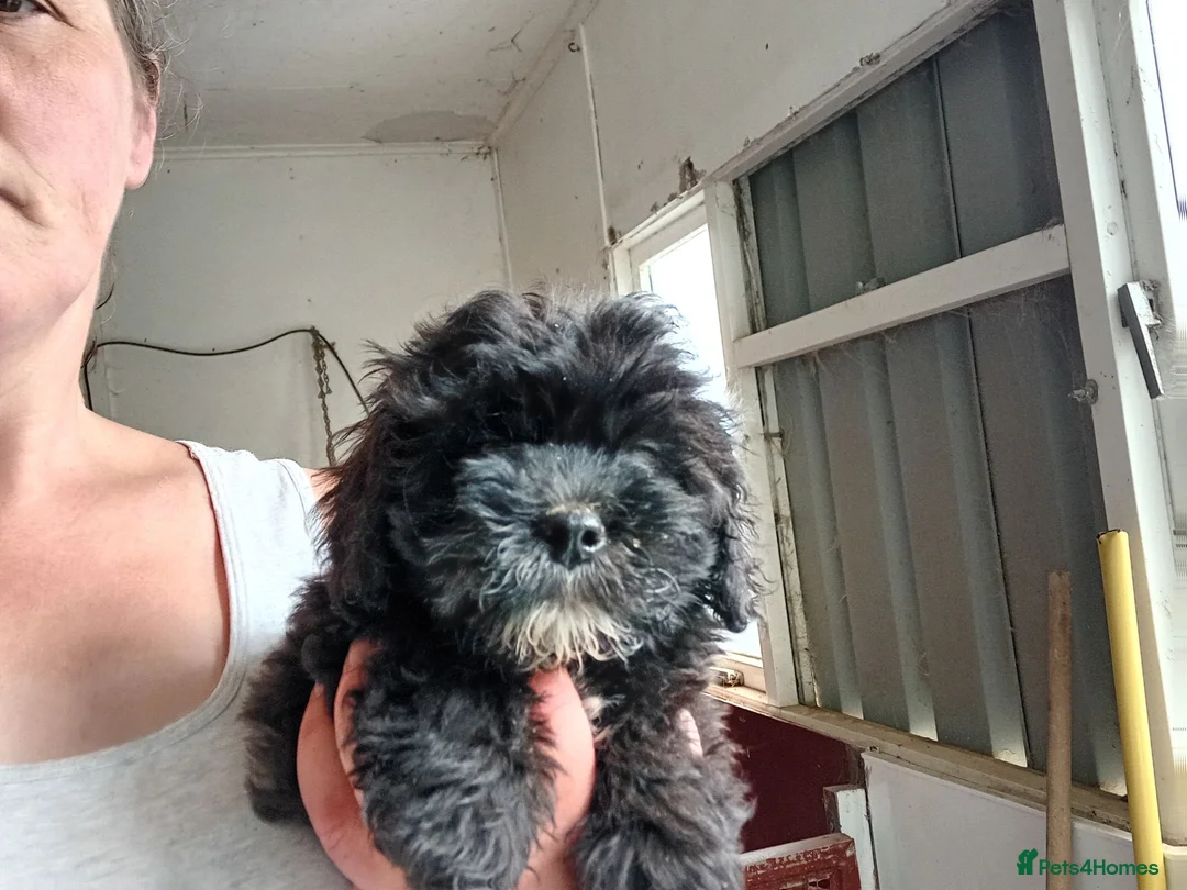 Shihpoo dogs for sale: Shihpoo pups - Advert 3