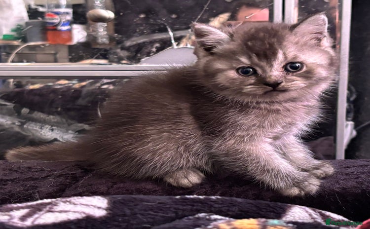 British Shorthair cats - Advert 11
