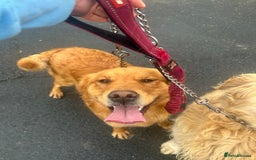 Golden Retriever dogs for sale: Foxy red golden retriever  - Image 4
