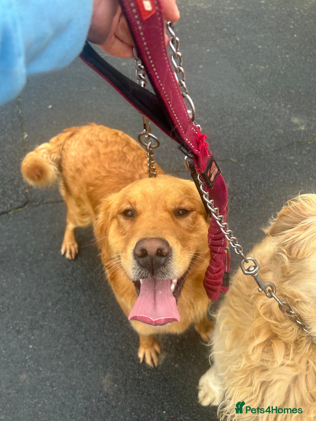 Golden Retriever dogs for sale: Foxy red golden retriever  - Image 4
