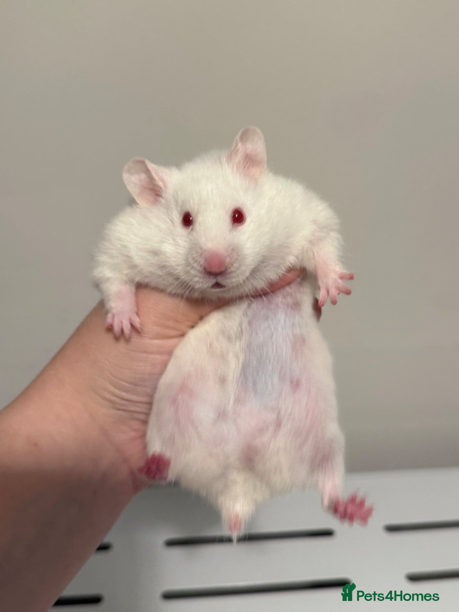 Hamster rodents Stunning White Syrian Hamster - Advert 11