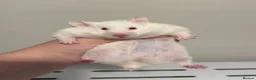 Hamster rodents for sale: Stunning White Syrian Hamster - Advert 1