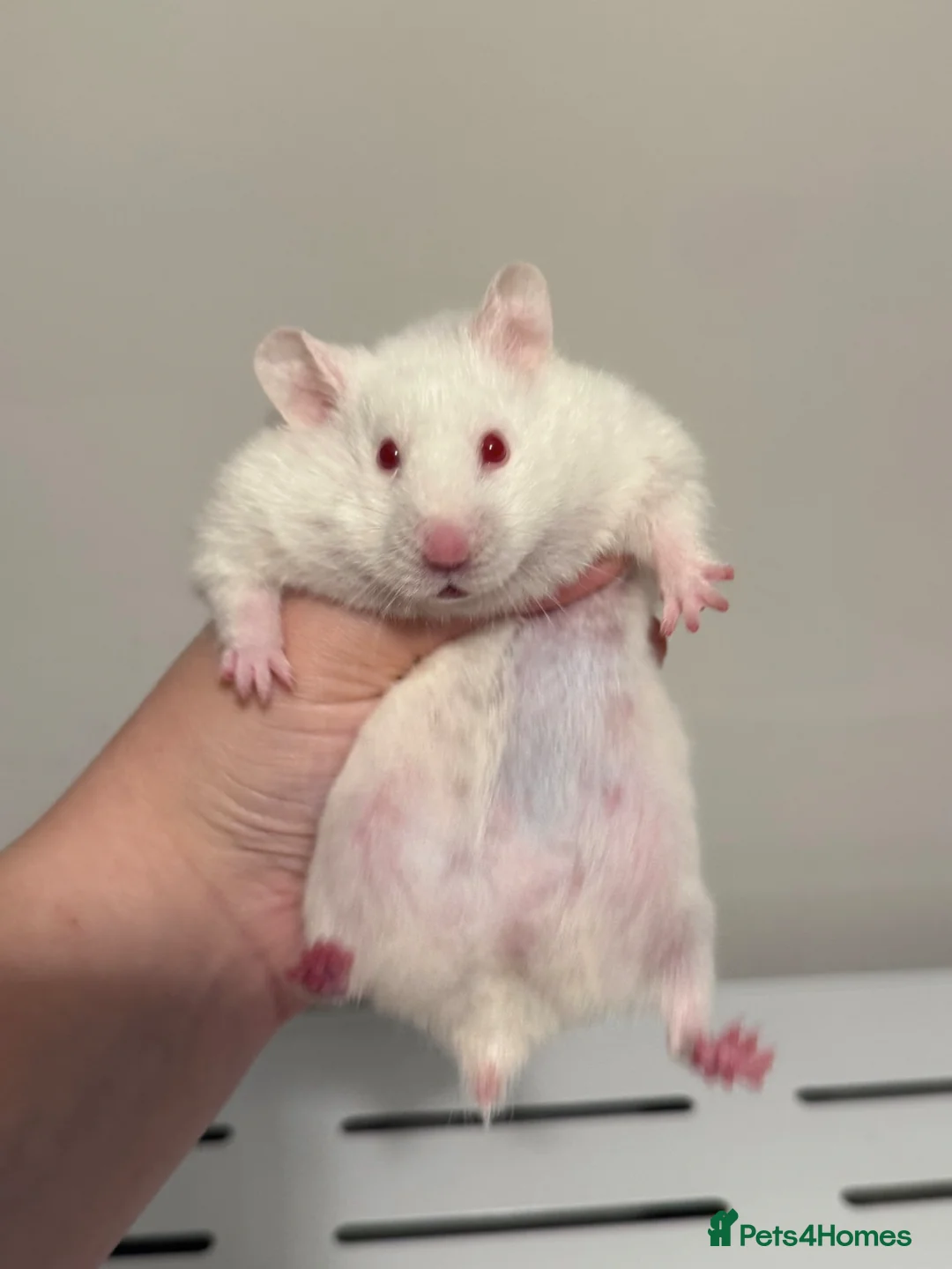 Hamster rodents for sale: Stunning White Syrian Hamster - Advert 1