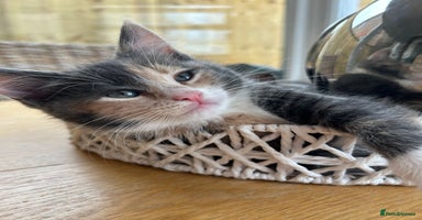 Maine Coon cats - Advert 13
