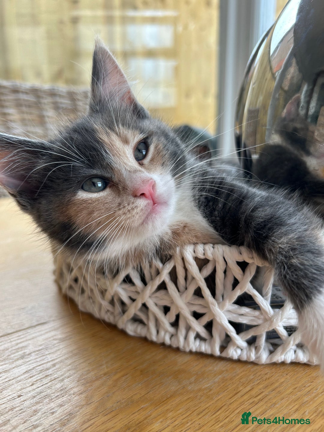 Maine Coon cats for sale: Maine Coon Cross - Image 1