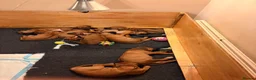 Rhodesian Ridgeback dogs for sale: KC Registered Rhodesian Ridgeback Litter - Advert 8