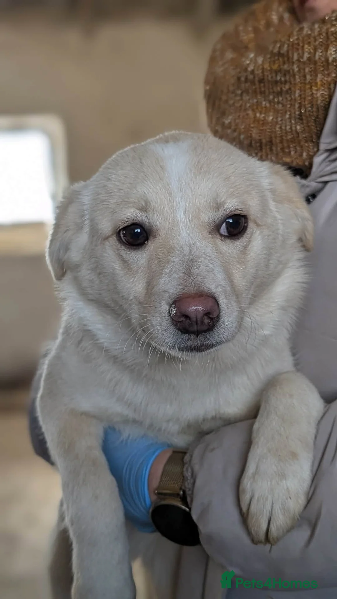 Mixed Breed dogs for adoption: Latte for adoption in Leigh-on-Sea - Advert 1