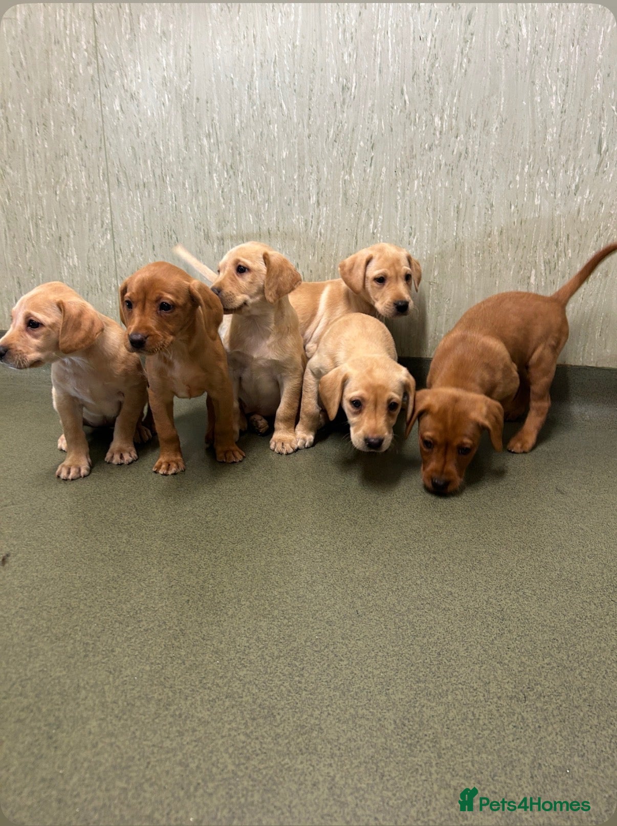 Labrador Retriever dogs Only 4 little labrador girls left 🏡🩷 - Advert 2