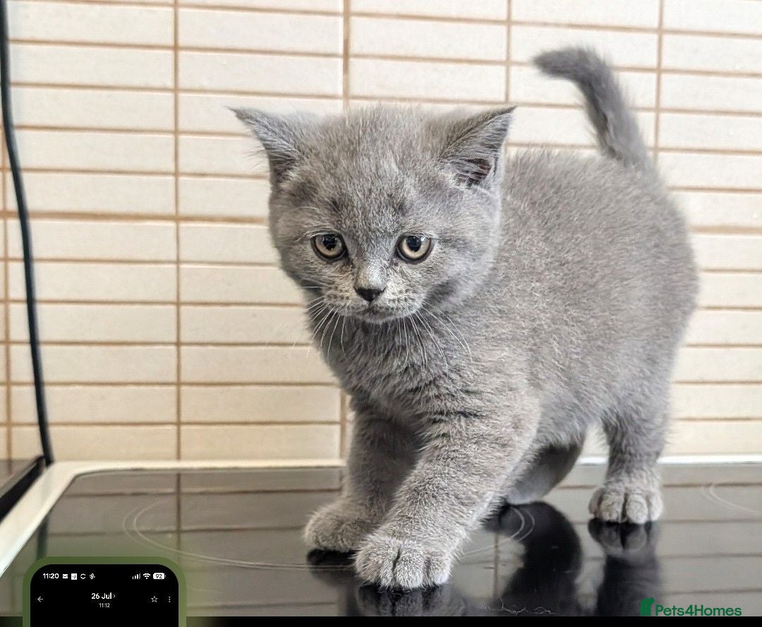 British Shorthair cats Beautiful BSH-kittens-Ready for Their New Homes - Advert 1