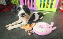 English Springer Spaniel dogs for sale: Part Trained ESS KC Girl Pup. Health Tested- Ready - Image 3