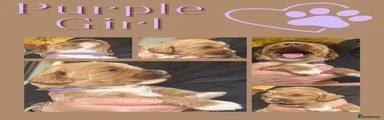 RESERVED Australian Labradoodle Purple collar