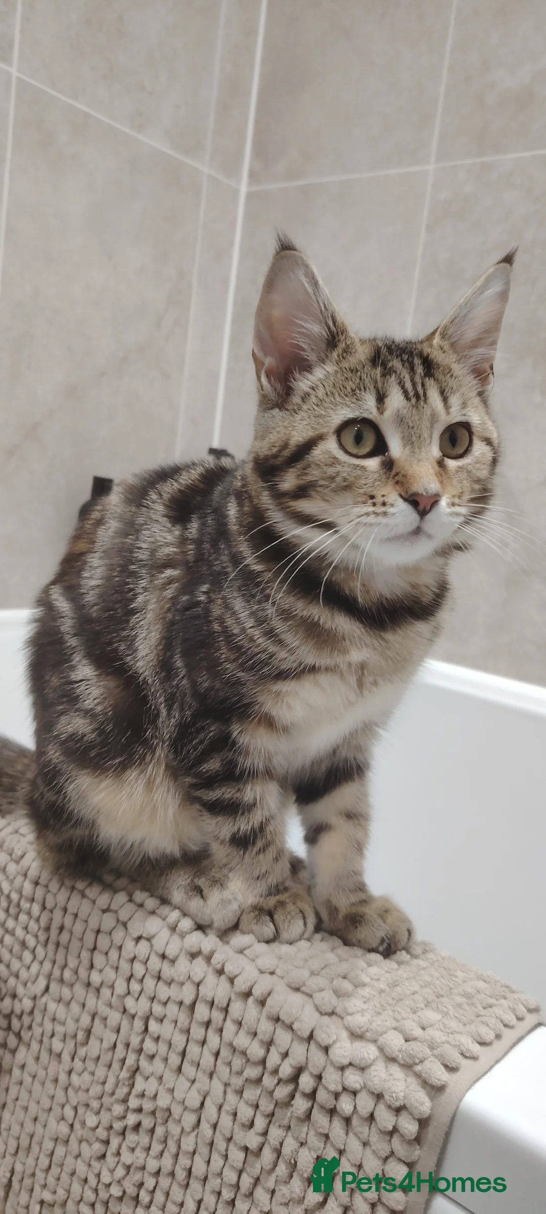 Mixed Breed cats for sale: BONDED PAIR KITTENS. Maine coone mixes in Camborne - Advert 2