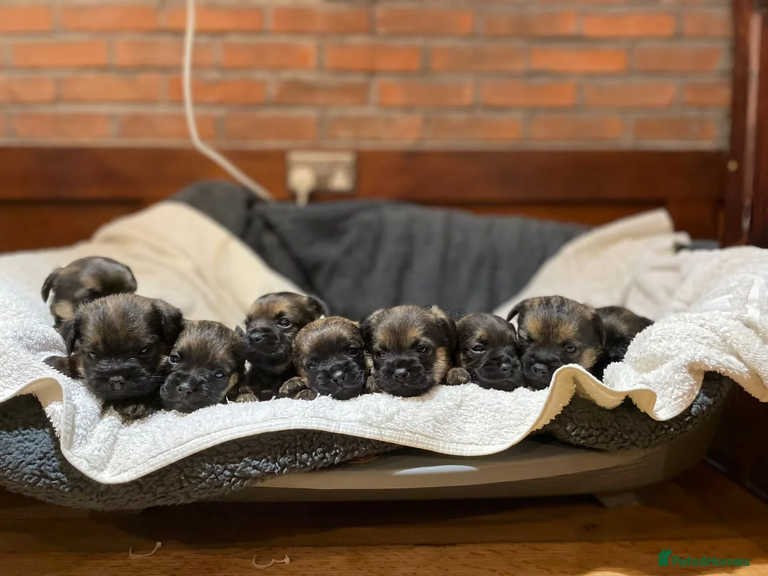 Border Terrier dogs for sale: OUTSTANDING BORDER TERRIER PUPPIES  in Liverpool - Advert 2
