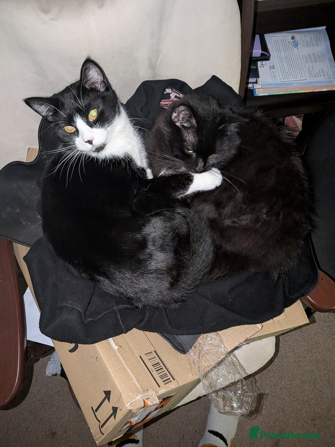 Mixed Breed cats for sale: 2 cats  - Advert 3