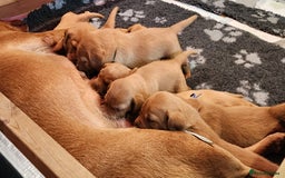 Labrador Retriever dogs for sale: KC Registered Fox Red Labrador Puppies - Image 8