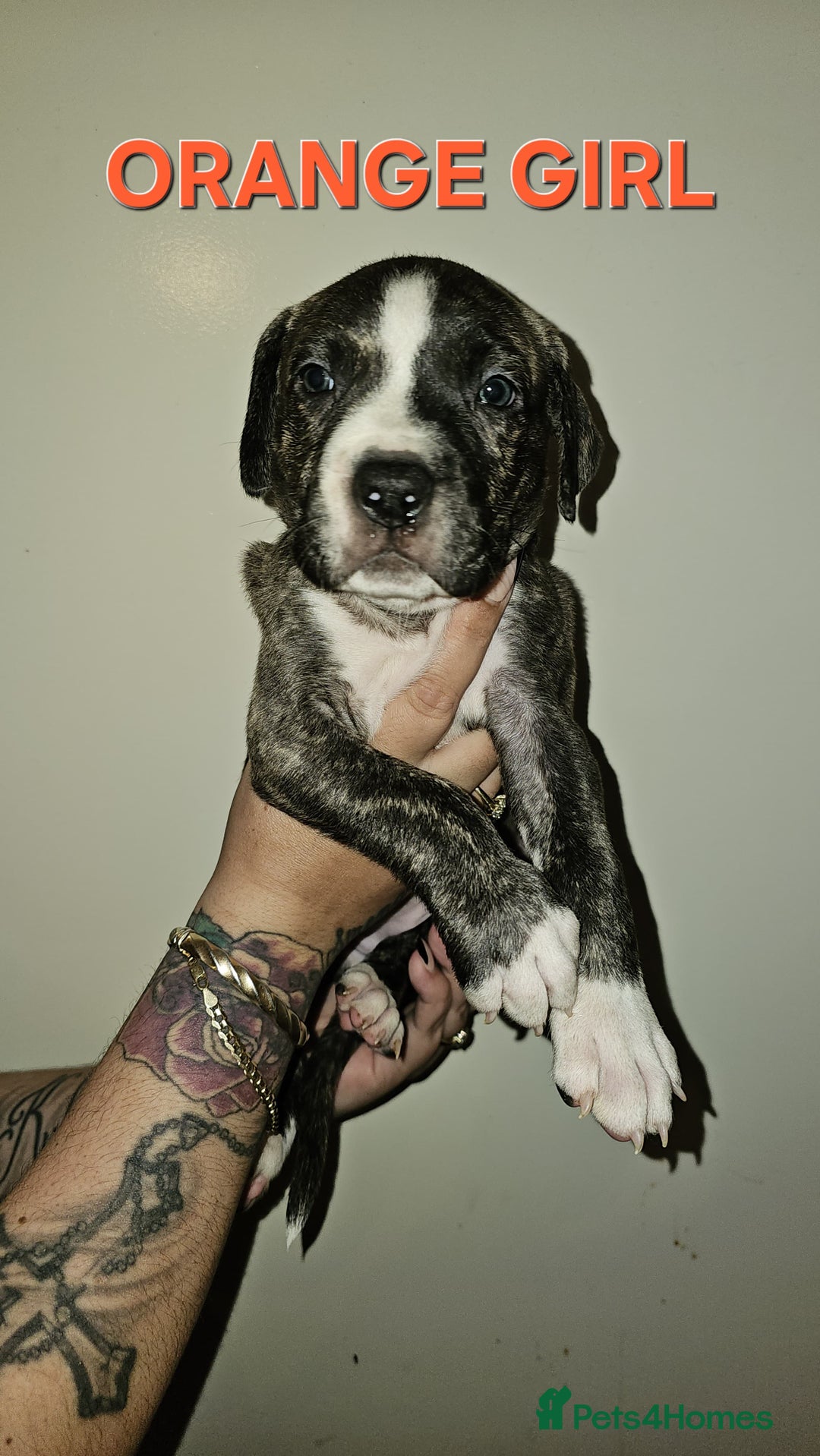 Bullmastiff dogs for sale: 11 Bullmastiff puppies for sale - Advert 23