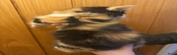Maine Coon cats for sale: 3 beautiful Maine Coon kittens still available! - Advert 36