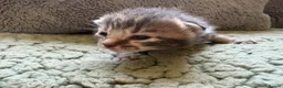 Mixed Breed cats for sale: Beautiful Kittens BSH Cross - Advert 22