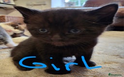 Ragdoll cats for sale: Ragdoll x BSH kittens (individually priced) - Image 35