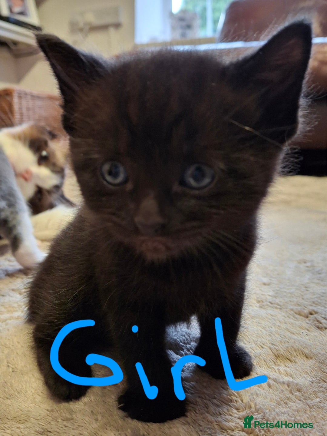 Ragdoll cats for sale: Ragdoll x BSH kittens (individually priced) - Image 35