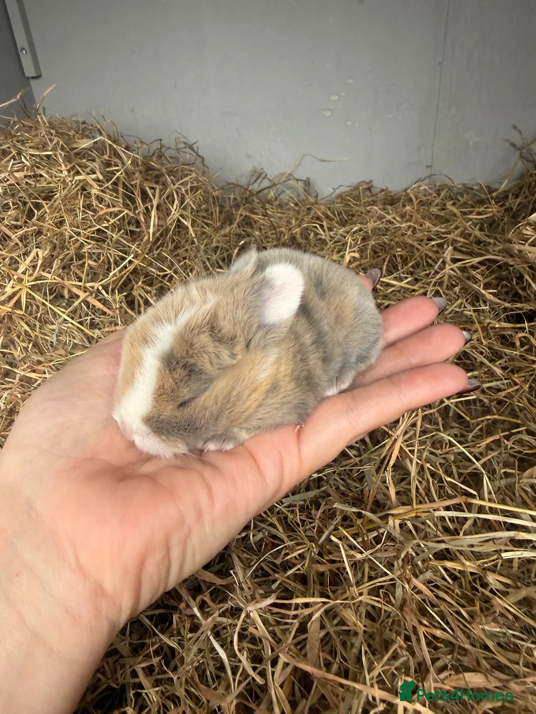 Mixed Breed rabbits for sale: Mini Rex x mini lop bunnies for sale  in Bampton - Advert 1