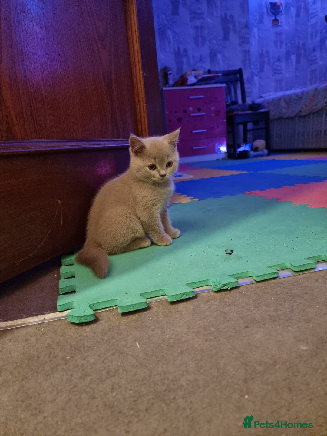 British Shorthair cats for sale: British short hair kittens for sale  - Image 4
