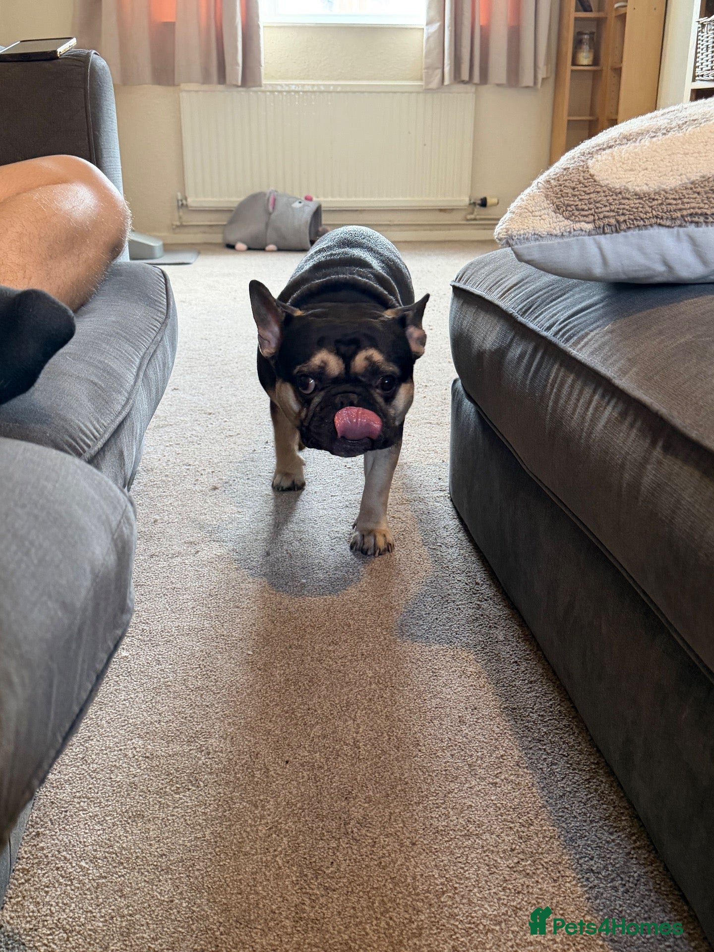 French Bulldog dogs French Bull dog - Advert 2