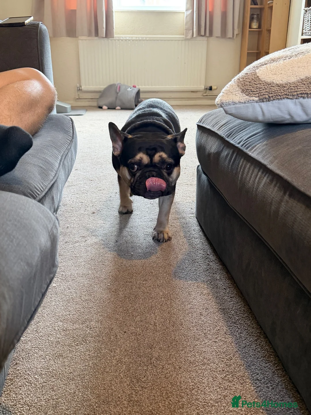 French Bulldog dogs for sale: French Bull dog in Oakham - Advert 1