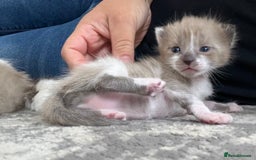 Ragdoll cats for sale: Ragdoll kittens £600-£1,000 - Image 7
