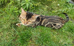 Bengal cats for sale: 🐆 Stunning TICA Registered Bengals Available 🐾 - Image 5