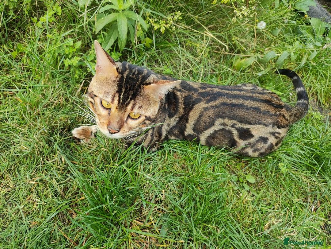 Bengal cats for sale: 🐆 Stunning TICA Registered Bengals Available 🐾 - Image 5