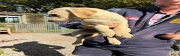 Labrador Retriever dogs for sale: Available Immediately! - Advert 10