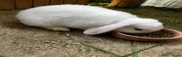Mini Lop rabbits for sale: 🤍 Beautiful White Male English Lop Bunny 🤍 in Gloucester - Advert 12