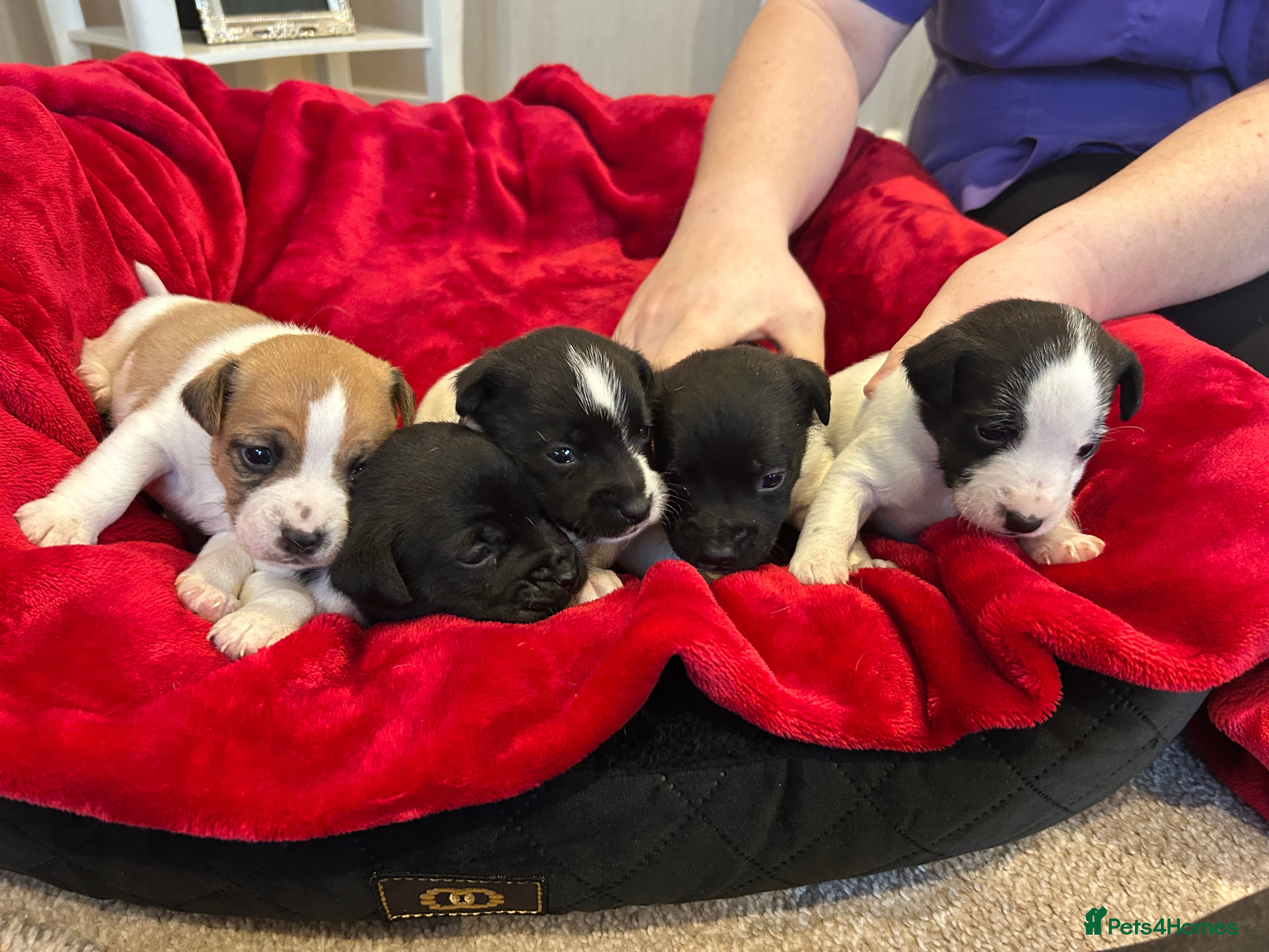 Jack Russell dogs Jack Russell puppies  - Advert 17