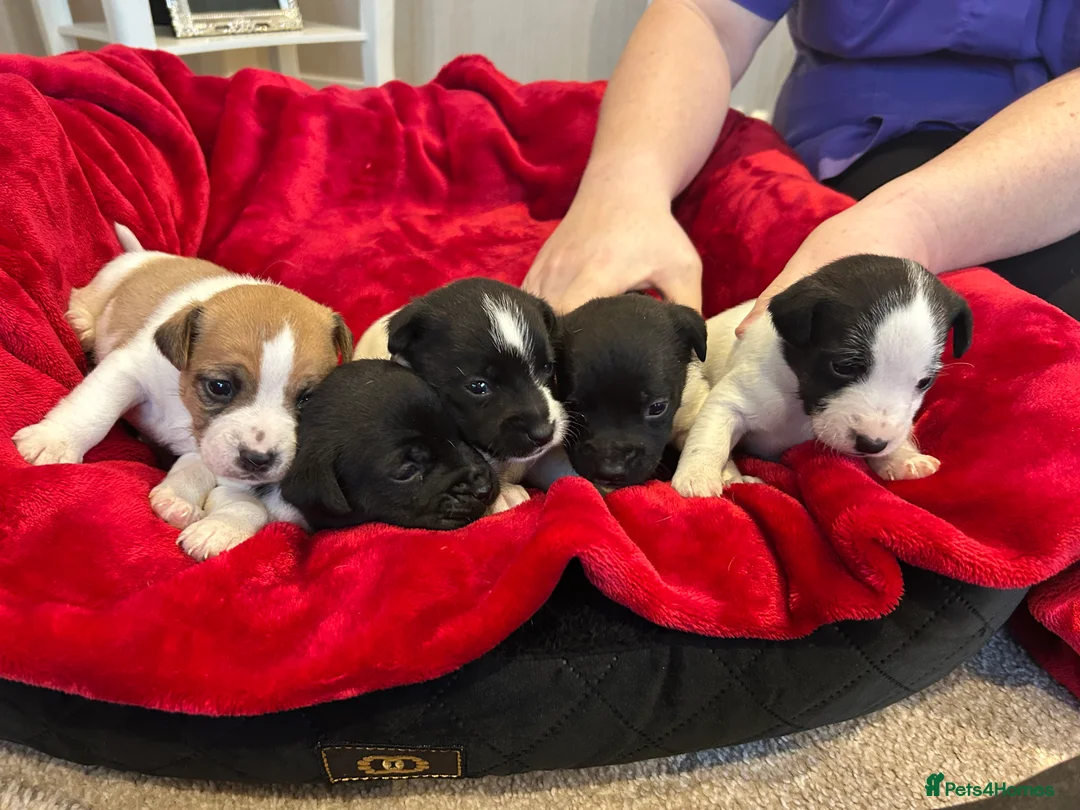 Jack Russell dogs for sale: Jack Russell puppies  - Advert 10