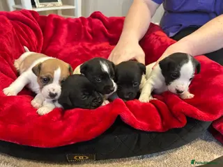 Jack Russell dogs Jack Russell puppies - Advert 17