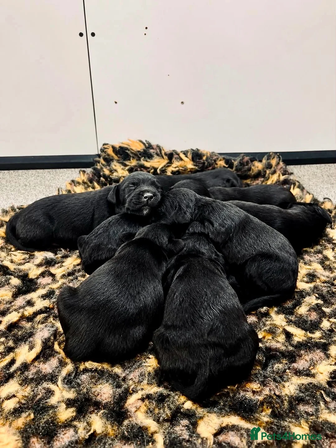 Springador dogs for sale: Beautiful Springador Puppies 🐾 - Advert 15