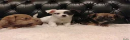 Chihuahua dogs for sale: Chihuahua Puppies for sale, Ready for loving homes - Advert 3
